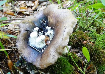 Lockdown po szczycieńsku