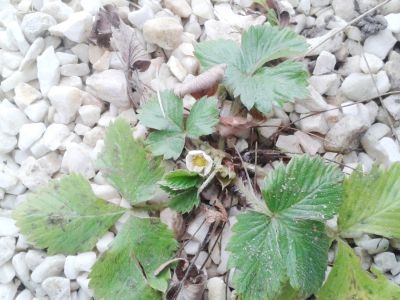 Patriotycznie w powiecie