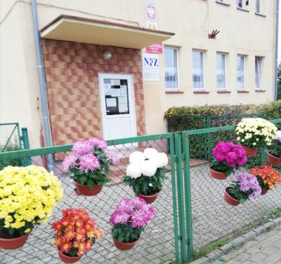 Podzielone chryzantemy