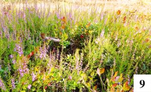 Zwężanie i poszerzanie