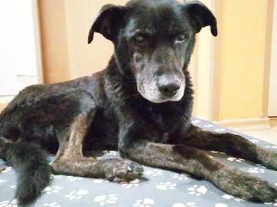 Otworzyli serca na schroniskowe staruszki