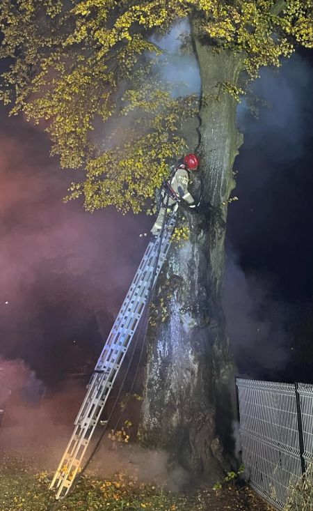 Drzewo jak pochodnia