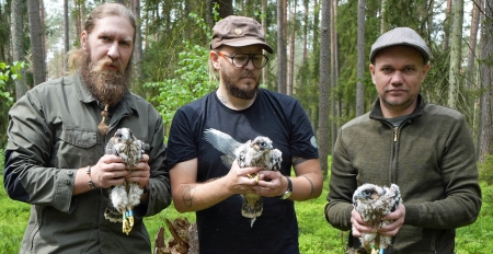 Spychowskie sokoły zaobrączkowane