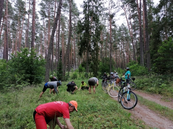 Poziomki i biedronki