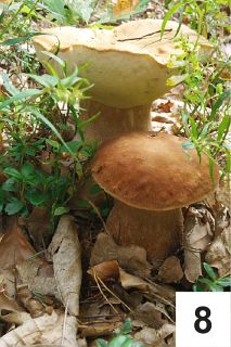 Uwaga na uschnięte drzewa