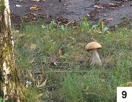 Uwaga na uschnięte drzewa