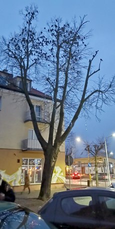 Listy do redakcji - Przegońcie te kawki