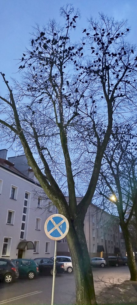 Kawki znów na tapecie