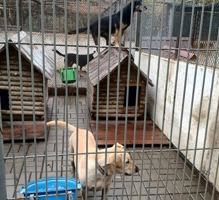 Dadzą więcej na sterylizacje i kastracje