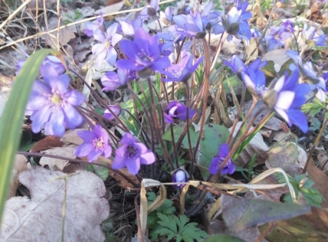 Podziwianie i fotografowanie